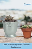 Evene Saksı Dekoratif Saksı Kaktüs Saksısı Sukulent Saksısı Küçük Saksı Model 32 Gümüş Saksı thumbnail 3