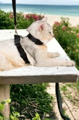 Viselia Kedi Tasması Boyun Göğüs Ayarlanabilir Sevk Kayışlı Gezdirme Seti thumbnail 1