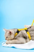 Viselia Kedi Tasması Boyun Göğüs Ayarlanabilir Sevk Kayışlı Gezdirme Seti - 1