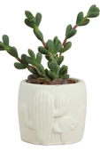 Stein Kohle Dekoratif Saksı Minik Kaktüs Saksısı Beyaz Renk 1 Adet Kaktüs Desenli Model thumbnail 1