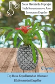 Evene Saksı Çiçek Kaktüs Saksısı Lüx 15 Cm Gümüş Eskitme Varak Boyalı Ananas Desenli 2'li Set Çiçeklik - 6