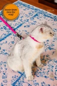 Viselia Kedi Tasması Boyun Göğüs Ayarlanabilir Sevk Kayışlı Gezdirme Seti - 6
