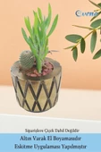 Evene Saksı Çiçek Kaktüs Saksısı Lüx 15 Cm Altın Eskitme Varak Boyalı Baklava Desenli 3'lü Set Çiçeklik - 5