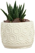 Evene Mini Çiçek Saksı Küçük Sukulent Beyaz Kaktüs Saksısı Altıgen Desenli Model thumbnail 1