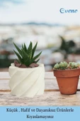 Evene Mini Çiçek Saksı Küçük Sukulent Beyaz Kaktüs Saksısı Kalın Çizgili Yıldız Model thumbnail 3
