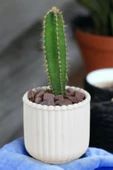 Kaktüs Saksı Dünyası El Yapımı Saksı Beyaz Dekoratif Saksı Küçük Boy Model 30 thumbnail 1