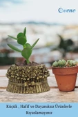 Evene Mini Çiçek Saksı Küçük Sukulent Altın Eskitme Kaktüs Saksısı Çiçekli Fiyonklu Model thumbnail 3