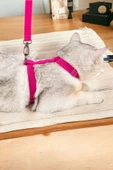 Viselia Kedi Tasması Boyun Göğüs Ayarlanabilir Sevk Kayışlı Gezdirme Seti - 1
