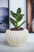 Viselia Kaktüs Saksısı Sukulent El Yapımı Saksı Balkon Çiçek Saksısı Ev Saksısı Saksı Model 13 Beyaz thumbnail 1