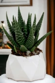 Viselia Kaktüs Saksısı Sukulent El Yapımı Saksı Balkon Çiçek Saksısı Ev Saksısı Saksı Model 7 Beyaz thumbnail 1