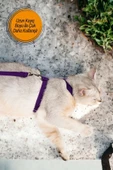 Viselia Kedi Tasması Boyun Göğüs Ayarlanabilir Sevk Kayışlı Gezdirme Seti thumbnail 4