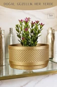 Stein Kohle Dekoratif Saksı Minik Kaktüs Saksısı Altın Renk Model 22 thumbnail 5