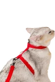 Evene Kedi Tasması Kedi Göğüs Bel Ayarlanabilir Dayanıklı Sağlam Tasma Kırmızı thumbnail 1