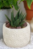 Kaktüs Saksı Dünyası El Yapımı Saksı Beyaz Dekoratif Saksı Küçük Boy Model 2 thumbnail 1