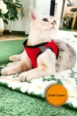 Viselia Kedi Tasması Göğüs Boyun Tasma Sevk Kayışlı Terletmeyen Nefes Alan Kumaş Reflektörlü Kırmızı M Beden thumbnail 2