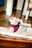 Viselia Kedi Tasması Göğüs Boyun Tasma Sevk Kayışlı Terletmeyen Nefes Alan Kumaş Reflektörlü Pembe S Beden - 1