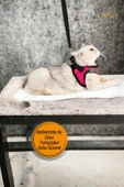 Viselia Kedi Tasması Göğüs Boyun Tasma Sevk Kayışlı Terletmeyen Nefes Alan Kumaş Reflektörlü Pembe S Beden - 4