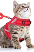 Pandogo Kedi Tasması Göğüs Gezdirme Tasması Uzun Sevk Kayışlı S Beden - 1