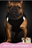 Pandogo Kedi Köpek Tasması Reflektörlü Fileli Hava Alan Kumaş Sevk Kayışlı Kedi Gezdirme Tasması Kırmızı M - 7