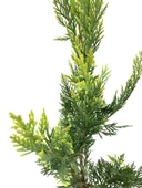 Leylandi Çam Fidanı Cupressocyparis Leylandii 50-100 cm thumbnail 4