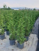 Leylandi Çam Fidanı Cupressocyparis Leylandii 50-100 cm thumbnail 2