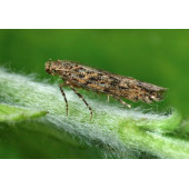 Tutar-Tuta Absoluta Çekici Feromon (5 ADET/PAKET) - 5