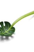 Yenigeldi Yaprak Kepçe ,jungle Servis Kaşığı, Jungle Spoon Mutfak Kaşığı, Yaprak Servis Kaşığı - 1