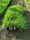 Zoysia çim - 2
