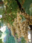 ÇGS - SIVI ORGANOMİNERAL GÜBRE - 4