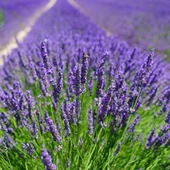 Lavanta Fidanı 15-25 Cm Lavandula İntermedia - 1