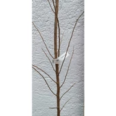 Anjelika (Anjelo) Erik Fidanı Büyük Erik Fidanı 50-100 cm - 2