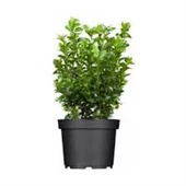 Sempervirens Top Şimşir Fidanı 20-40 cm - 1