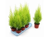 Limon Çamı Servi Fidanı 30-60 cm - 5