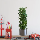 Periboia Saksılı Bitki Tasarımlı Yapışkanlı Sticker Resim - 1