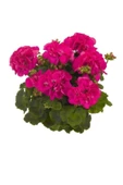 Koyu Pembe Sardunya Fidesi 10-20 cm - 1