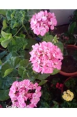 Pink Pembe Sardunya Çiçeği Fidesi 10-20 cm - 2