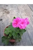 Shocking Pembe Sardunya Çiçeği Fidesi 10-20 cm - 3