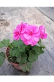 Shocking Pembe Sardunya Çiçeği Fidesi 10-20 cm - 1