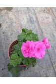 Shocking Pembe Sardunya Çiçeği Fidesi 10-20 cm - 2