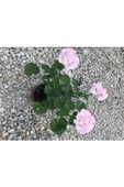 Şeker Pembe Sardunya Çiçeği Fidesi 10-20 cm - 2