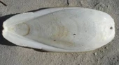 Kalamar kemiği 25 cm dev boy - 2