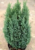Chamaecyparis Ellwoodii Mavi Elwoodii Çam Fidanı 30-40 cm thumbnail 3