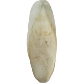 Kalamar kemiği 15-20 cm - 1
