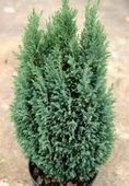Çam Fidanı Chamaecyparis Ellwoodii Mavi Elwoodii 30 - 40 Cm thumbnail 4