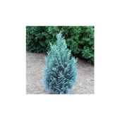 Chamaecyparis Ellwoodii Mavi Elwoodii Çam Fidanı 30-40 cm thumbnail 2