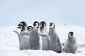 Kutuplar ve Yavru Penguen Manzaralı Duvar Kağıdı - 7