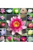 5 Farklı Renk Lotus Çiçeği Tohum Nilüfer Çiçeği Tohumu - 2