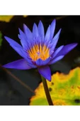 Mavi Lotus Çiçeği Tohum Nilüfer Çiçeği Tohumu Mavi Lotus Tohumu 10 Adet Tohum - 2