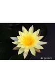 Sarı Lotus Çiçeği Tohum Nilüfer Çiçeği Tohumu Turuncu Lotus Tohumu 5 Tohum - 2