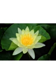 Sarı Lotus Çiçeği Tohum Nilüfer Çiçeği Tohumu Turuncu Lotus Tohumu 5 Tohum - 1